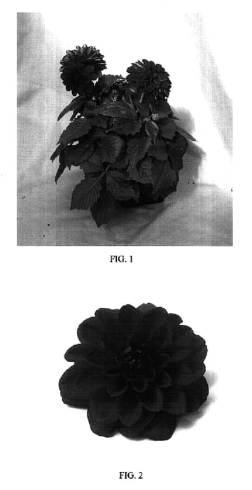 Figure 1 of US plant patent PP17143, the photograph of Dapared printed in the patent.
