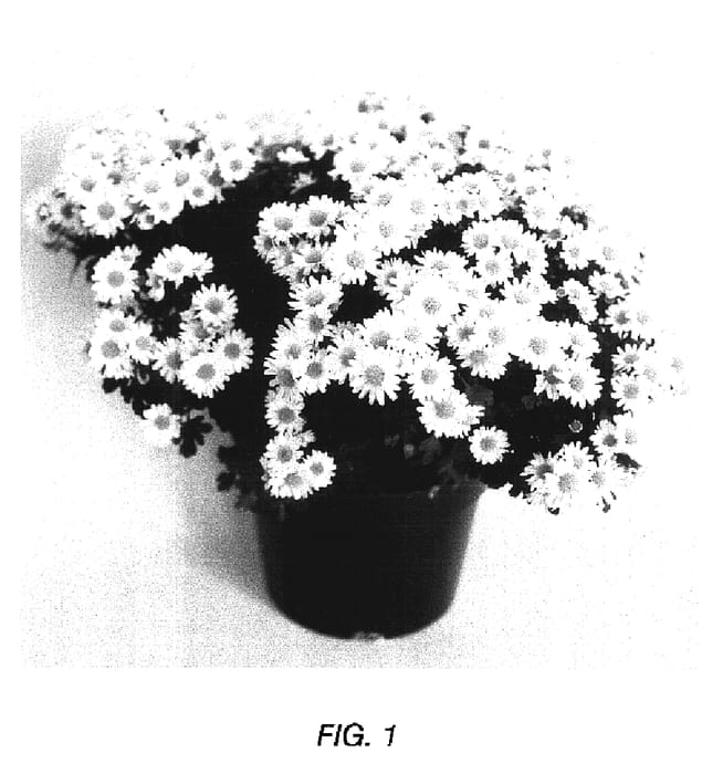 Figure 1 of US plant patent PP17144, the photograph of ATH THREE YTLG printed in the patent.