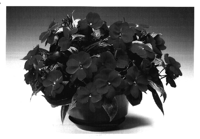 Figure 1 of US plant patent PP17145, the photograph of Ingscar printed in the patent.