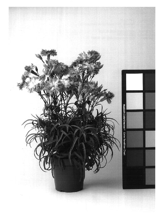 Figure 1 of US plant patent PP17146, the photograph of CFPC Unforgettable printed in the patent.