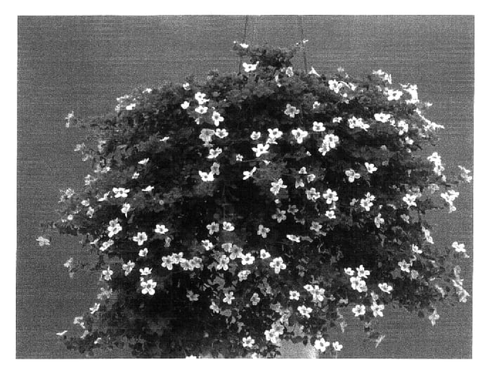 Figure 1 of US plant patent PP17147, the photograph of Dancopinkeye printed in the patent.