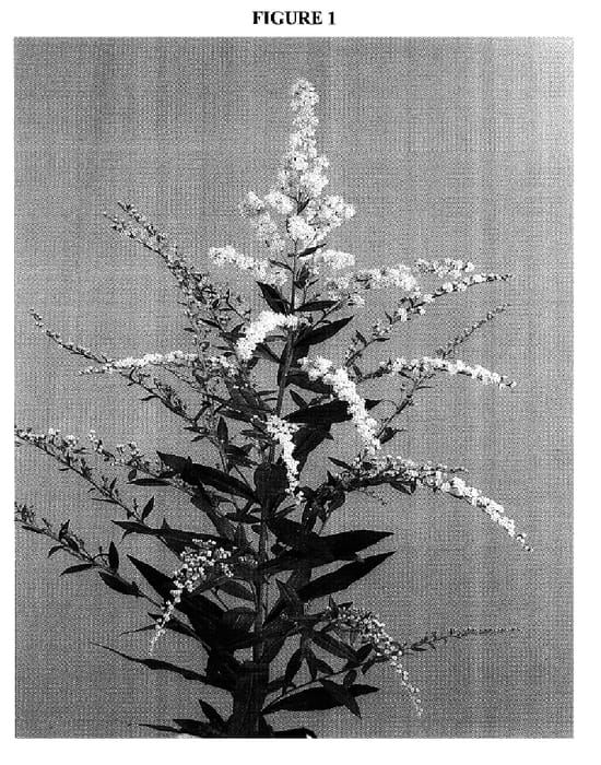 Figure 1 of US plant patent PP17148, the photograph of Dansol21 printed in the patent.