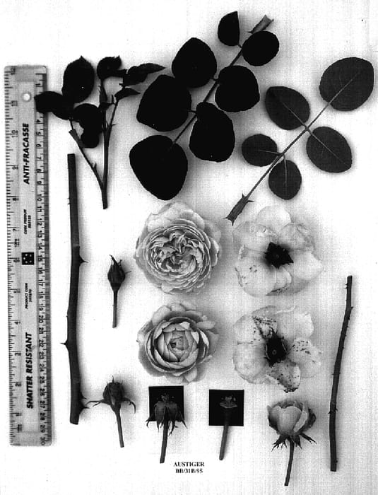 Figure 1 of US plant patent PP17150, the photograph of AUStiger printed in the patent.