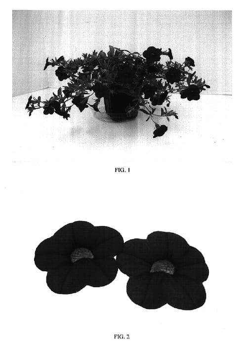 Figure 1 of US plant patent PP17151, the photograph of Balcabred printed in the patent.