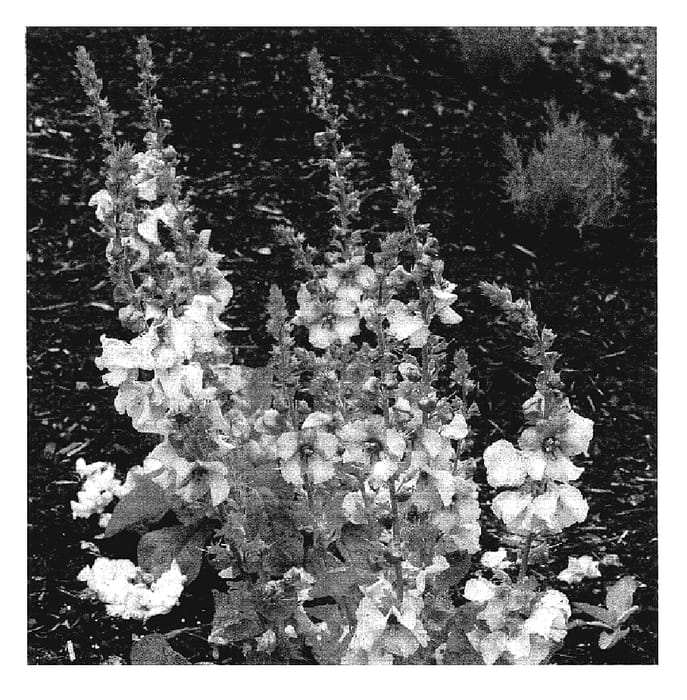 Figure 1 of US plant patent PP17152, the photograph of Sierra Sunset printed in the patent.