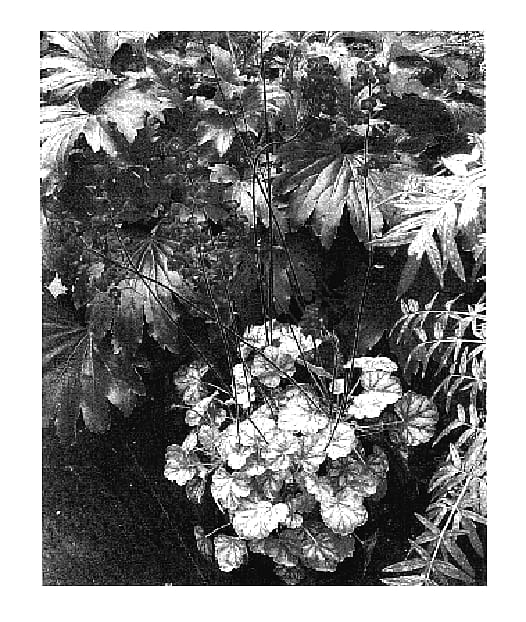 Figure 1 of US plant patent PP17153, the photograph of Blood Red printed in the patent.