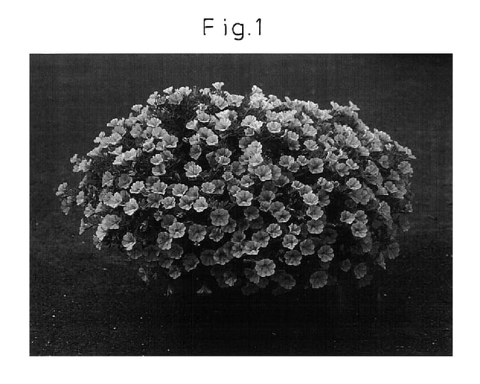 Figure 1 of US plant patent PP17154, the photograph of Sunbelpapi printed in the patent.