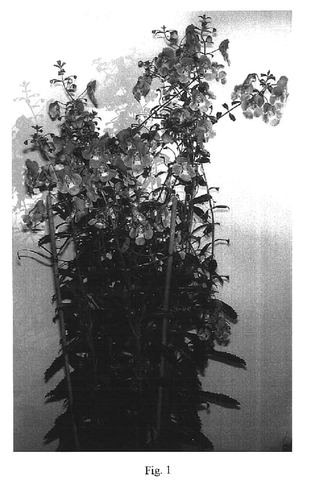 Figure 1 of US plant patent PP17155, the photograph of Ansky printed in the patent.