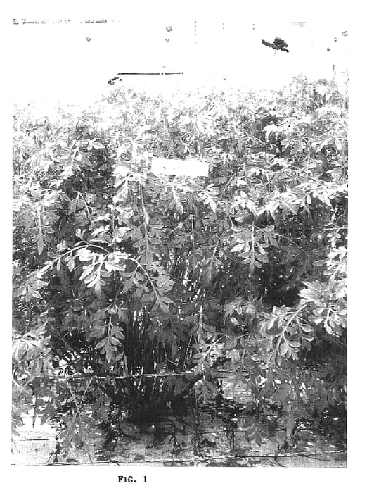 Figure 1 of US plant patent PP17156, the photograph of Cacao Choco Sanse 35 printed in the patent.