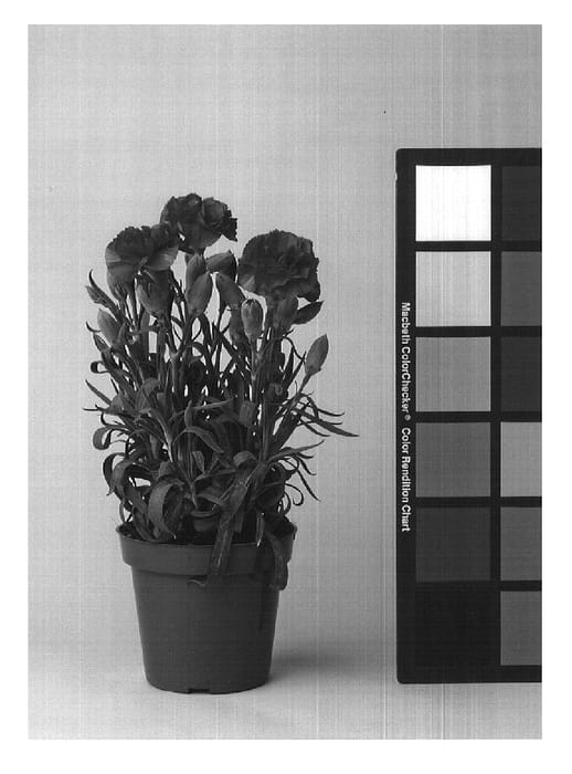 Figure 1 of US plant patent PP17157, the photograph of CFPC Lipstick printed in the patent.