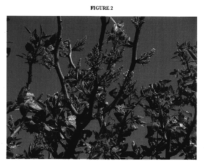 Figure 2 of US plant patent PP17158, the photograph of Golden Hills printed in the patent.