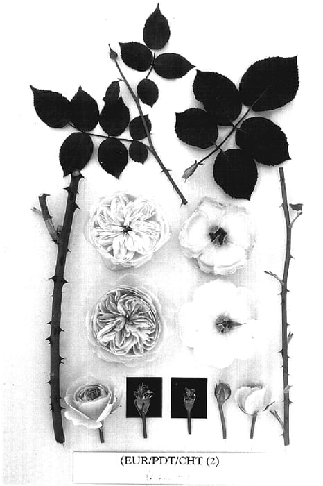 Figure 1 of US plant patent PP17159, the photograph of AUSjameson printed in the patent.