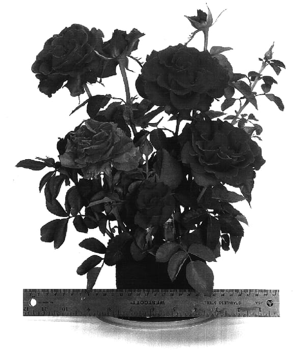 Figure 1 of US plant patent PP17160, the photograph of WEKcrying printed in the patent.