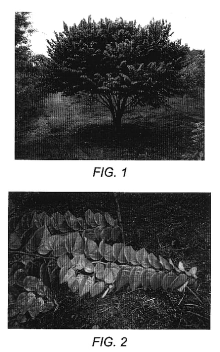 Figure 1 of US plant patent PP17161, the photograph of Ace of Hearts printed in the patent.
