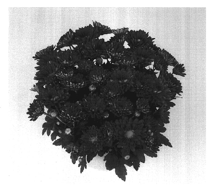 Figure 1 of US plant patent PP17163, the photograph of Swing Time Red printed in the patent.