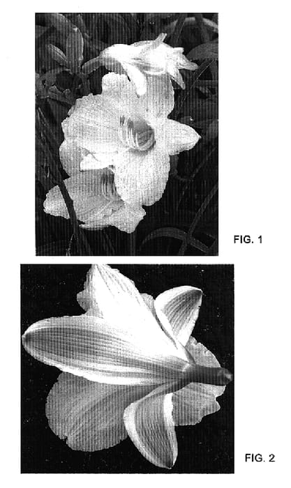 Figure 1 of US plant patent PP17164, the photograph of Going Bananas printed in the patent.