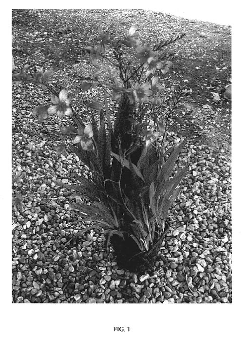 Figure 1 of US plant patent PP17165, the photograph of WALBREYES printed in the patent.