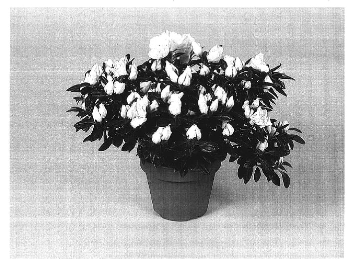 Figure 1 of US plant patent PP17166, the photograph of Christine Belli printed in the patent.