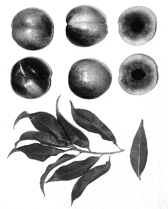 Figure 1 of US plant patent PP17167, the photograph of LATE BRIGHT printed in the patent.