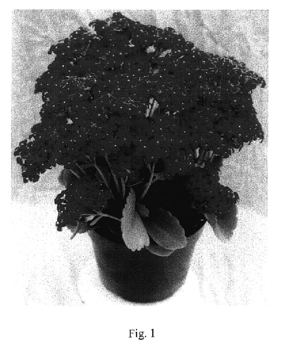 Figure 1 of US plant patent PP17168, the photograph of Forever Maxi Neon Rose printed in the patent.