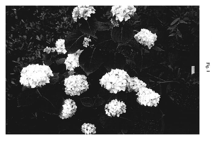 Figure 1 of US plant patent PP17169, the photograph of Blushing Bride printed in the patent.