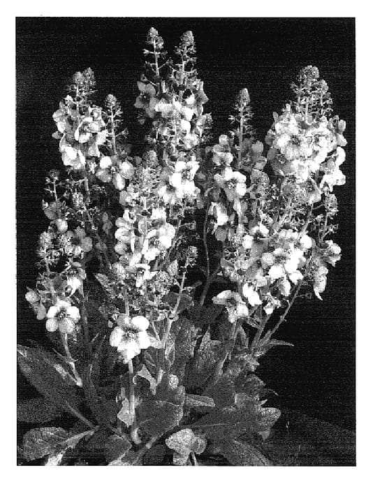 Figure 1 of US plant patent PP17170, the photograph of Honey Dijon printed in the patent.