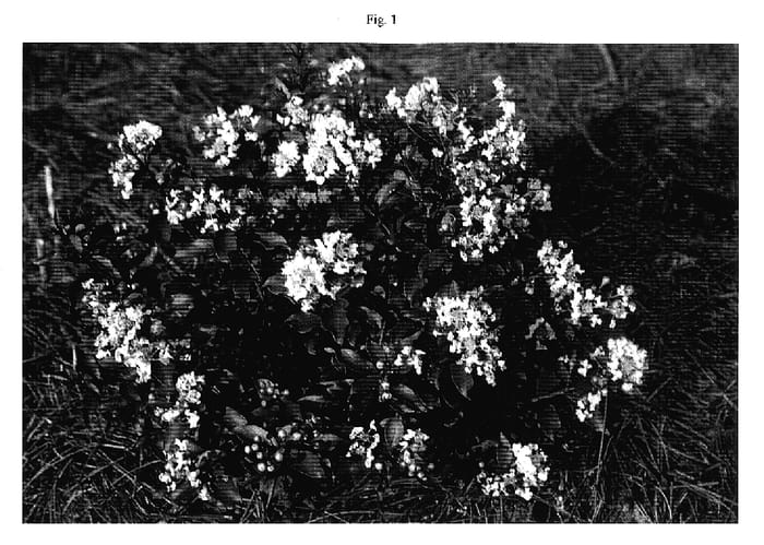 Figure 1 of US plant patent PP17171, the photograph of Gamad III printed in the patent.