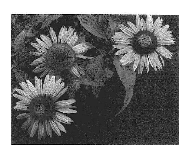 Figure 1 of US plant patent PP17172, the photograph of Green Eyes printed in the patent.