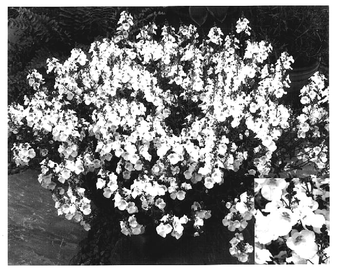 Figure 1 of US plant patent PP17173, the photograph of Dala Whit printed in the patent.