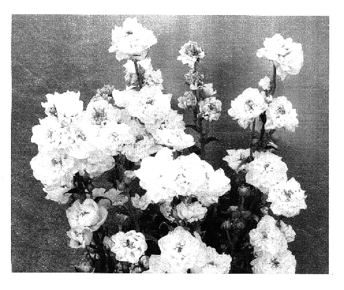 Figure 1 of US plant patent PP17174, the photograph of Powder Puff printed in the patent.