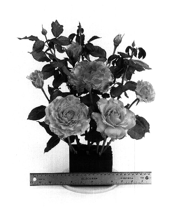 Figure 1 of US plant patent PP17175, the photograph of WEKlezpat printed in the patent.