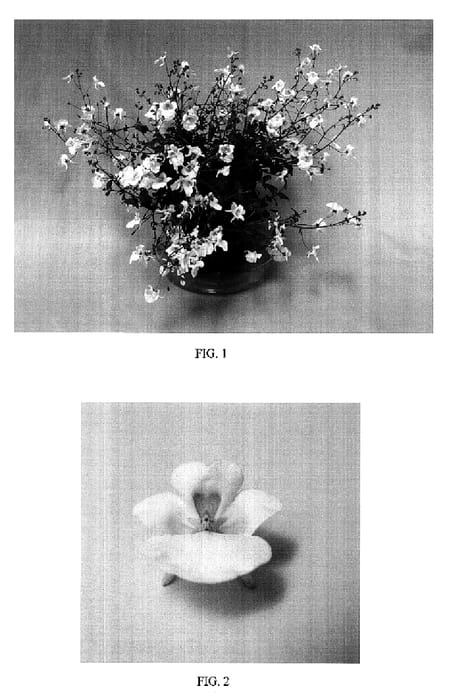 Figure 1 of US plant patent PP17176, the photograph of Balwinwite printed in the patent.