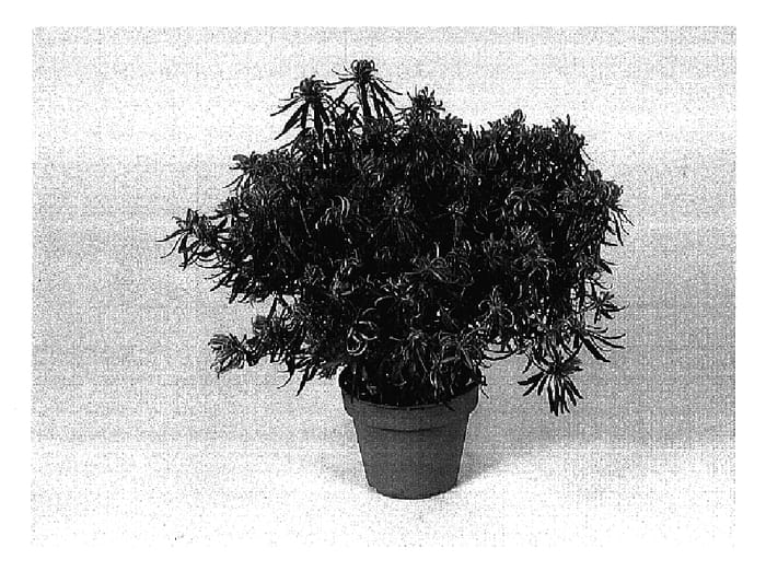 Figure 1 of US plant patent PP17177, the photograph of Kinku Saku printed in the patent.