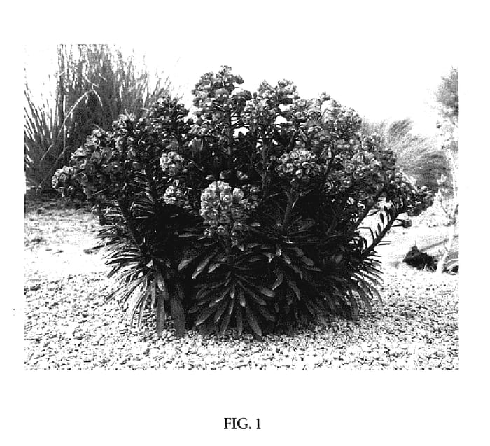 Figure 1 of US plant patent PP17178, the photograph of NOTHOWLEE printed in the patent.