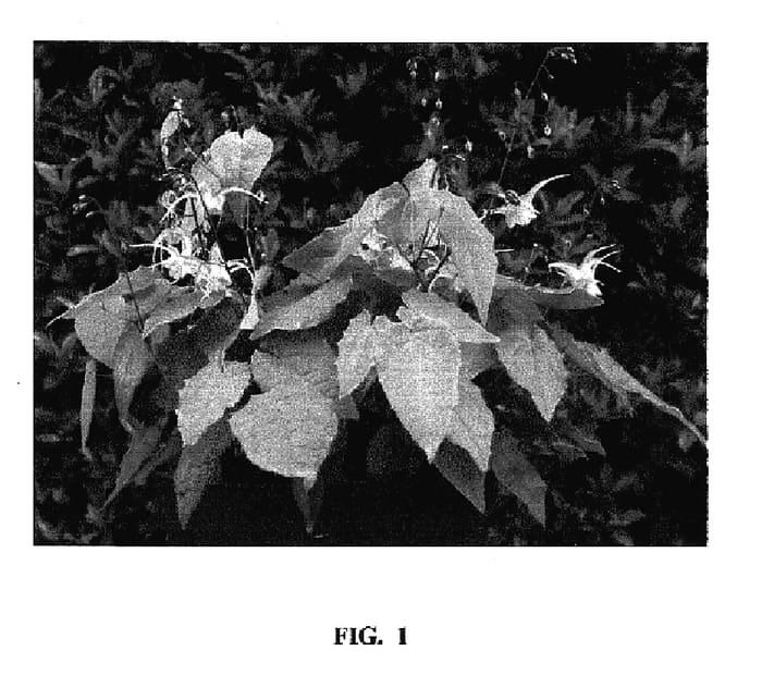 Figure 1 of US plant patent PP17179, the photograph of FIRE DRAGON printed in the patent.