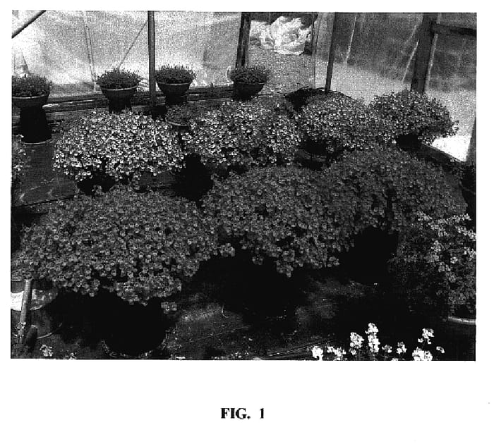 Figure 1 of US plant patent PP17180, the photograph of PENDER printed in the patent.