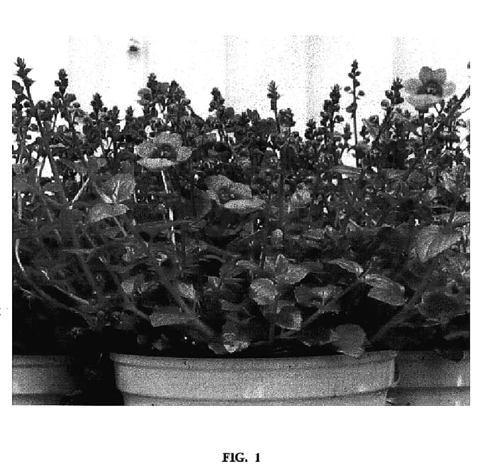 Figure 1 of US plant patent PP17181, the photograph of PENIMP printed in the patent.
