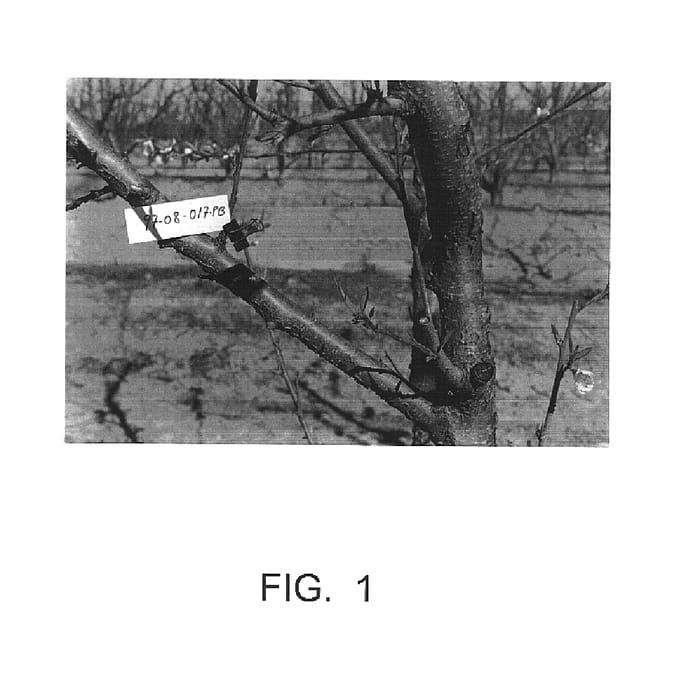 Figure 1 of US plant patent PP17182, the photograph of Plawhite 5 printed in the patent.