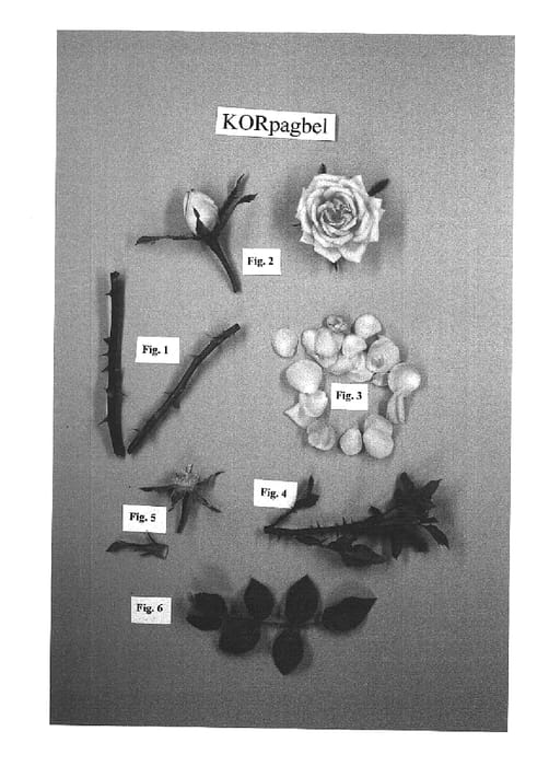 Figure 1 of US plant patent PP17183, the photograph of KORpagbel printed in the patent.