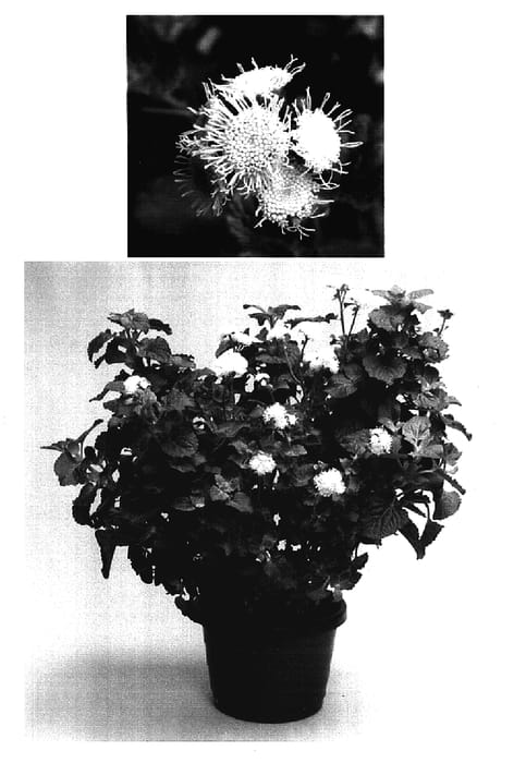 Figure 1 of US plant patent PP17184, the photograph of Sage80091 printed in the patent.