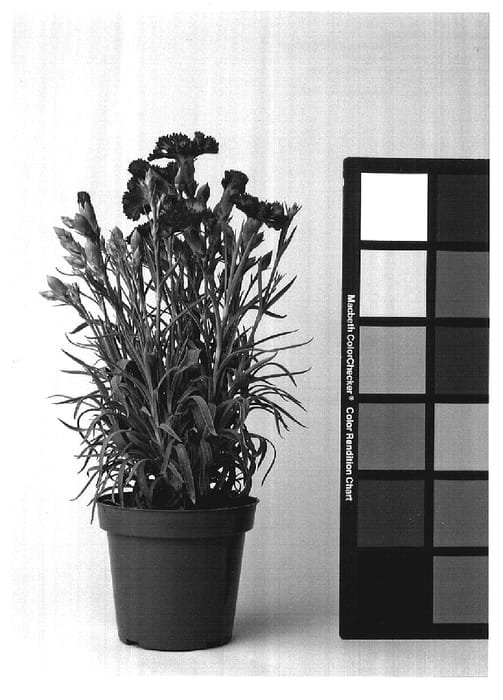 Figure 1 of US plant patent PP17185, the photograph of CFPC Lahana printed in the patent.