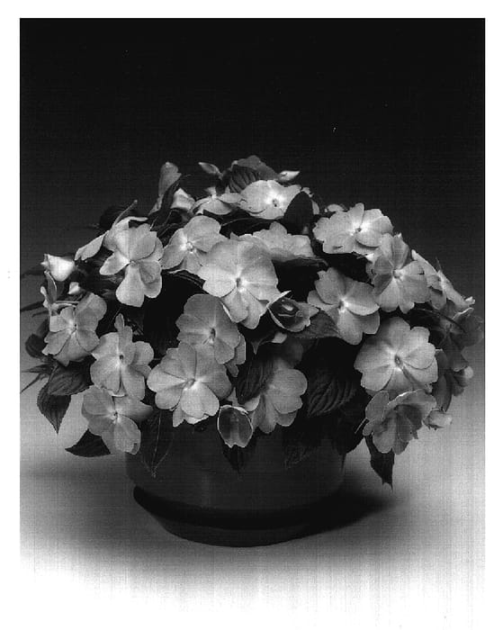 Figure 1 of US plant patent PP17186, the photograph of Ingorch printed in the patent.