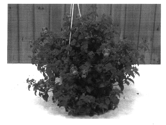 Figure 1 of US plant patent PP17187, the photograph of Dantohoneymon printed in the patent.