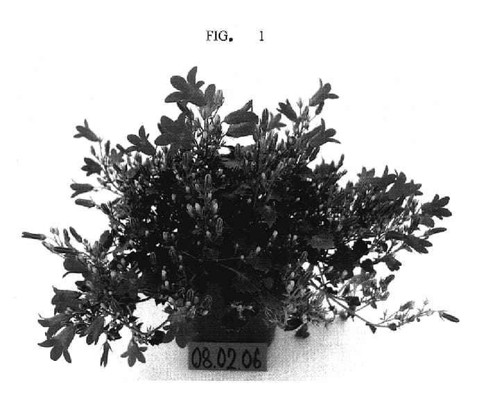 Figure 1 of US plant patent PP17188, the photograph of PKMP05 printed in the patent.