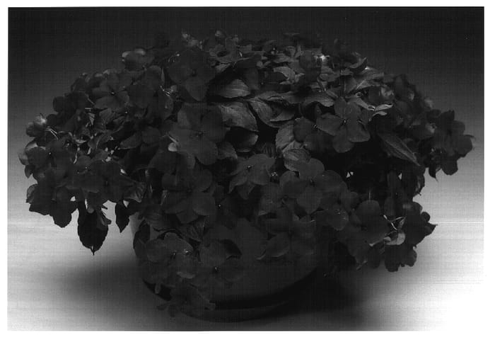 Figure 1 of US plant patent PP17189, the photograph of Imtraoran printed in the patent.