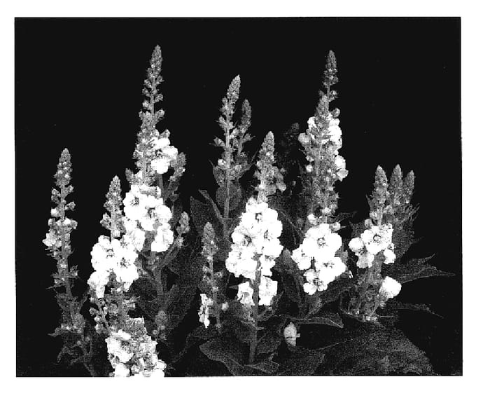 Figure 1 of US plant patent PP17190, the photograph of Sunshine Spires printed in the patent.
