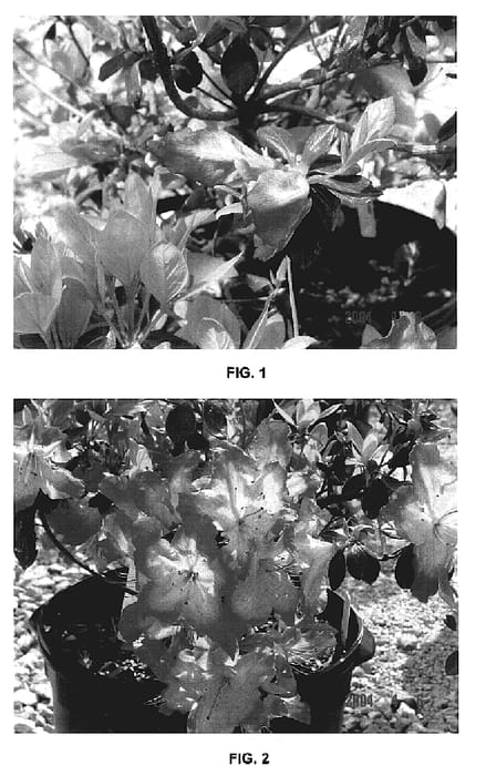 Figure 1 of US plant patent PP17191, the photograph of MNIELE printed in the patent.