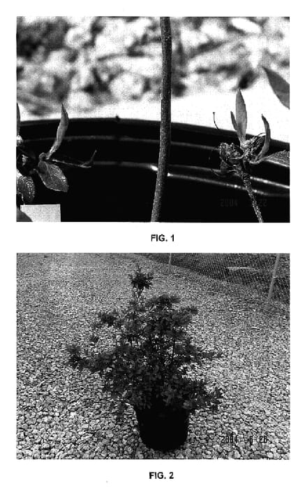 Figure 1 of US plant patent PP17192, the photograph of MNIESM printed in the patent.