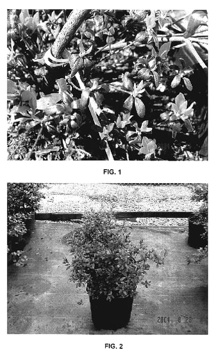 Figure 1 of US plant patent PP17193, the photograph of Azalea plant named MNISIR printed in the patent.