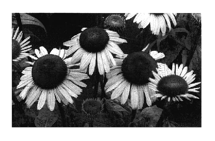 Figure 1 of US plant patent PP17194, the photograph of Hope printed in the patent.